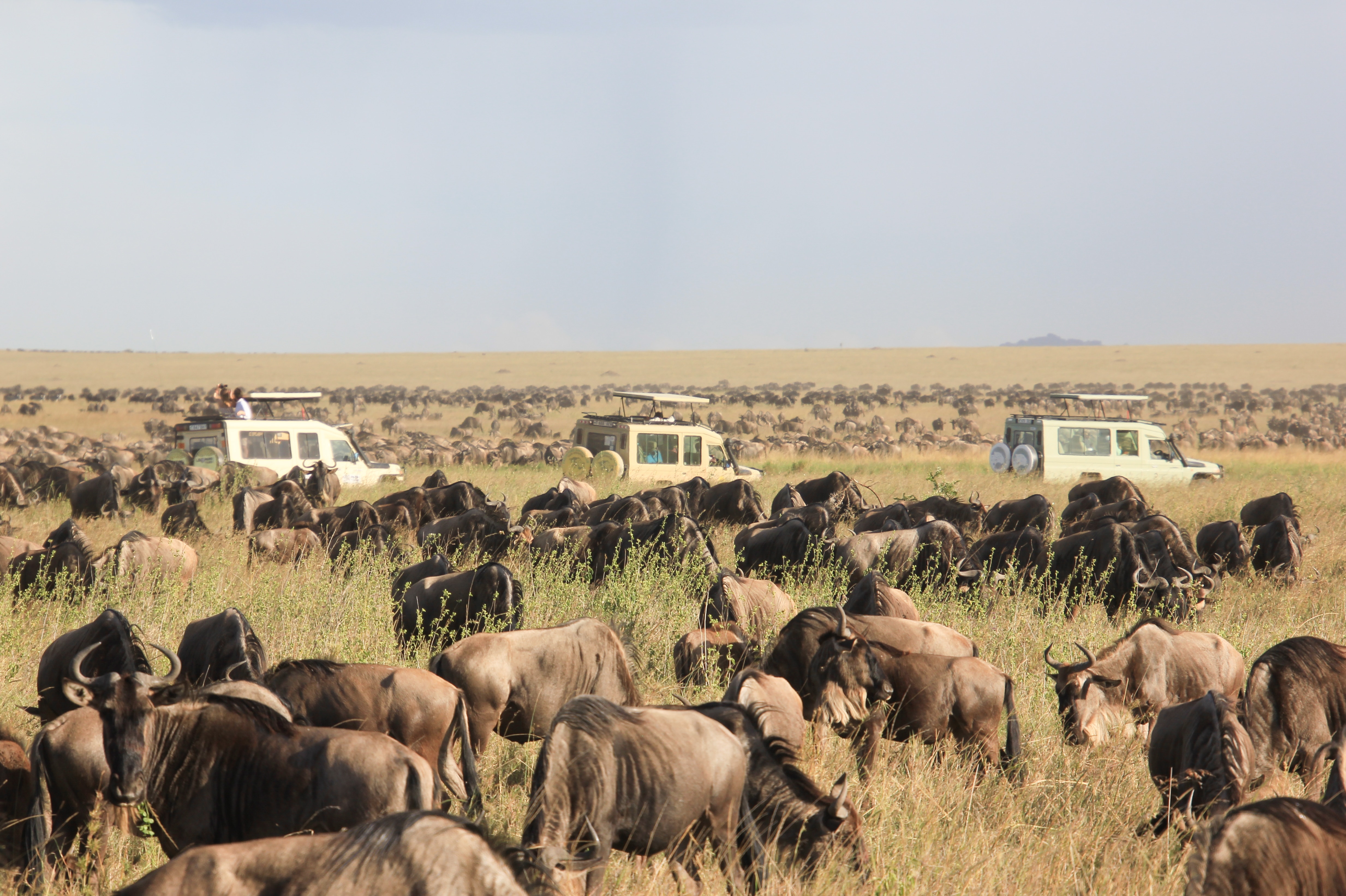 wildebeest migration